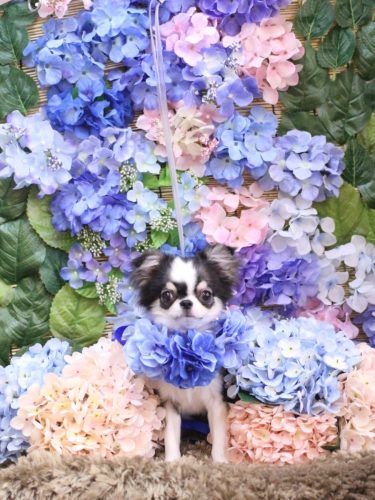 20250604はなまるちゃん